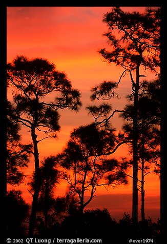 Slash pines against bright sunrise sky. Everglades National Park, Florida, USA.