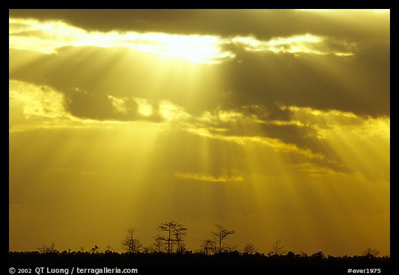 Cypress and sun rays, sunrise, near Pa-hay-okee. Everglades National Park (color)
