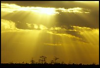 Cypress and sun rays, sunrise, near Pa-hay-okee. Everglades National Park, Florida, USA.