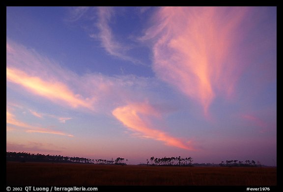 Pink clouds and  pines at sunrise. Everglades National Park (color)