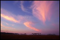 Pink clouds and  pines at sunrise. Everglades National Park, Florida, USA. (color)