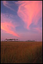 Sawgrass prairie, pines, and clouds at sunrise, near Mahogany Hammock. Everglades National Park, Florida, USA.