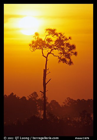 Slash pine and sun. Everglades National Park, Florida, USA.