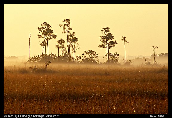 Pineland environment at sunrise, near Mahogany Hammock. Everglades National Park (color)