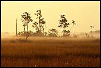Pineland environment at sunrise, near Mahogany Hammock. Everglades National Park, Florida, USA.