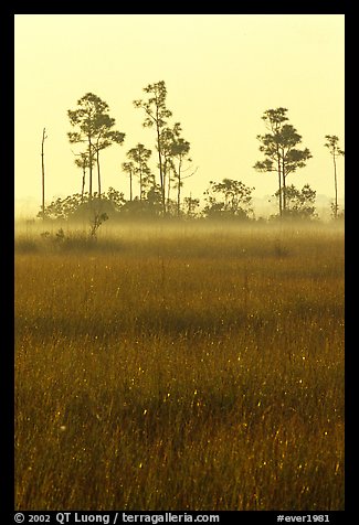 Slash pine trees, sawgrass prairie and fog at sunrise. Everglades National Park, Florida, USA.