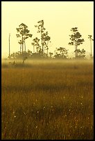 Slash pine trees, sawgrass prairie and fog at sunrise. Everglades National Park, Florida, USA.