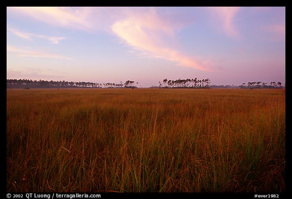 Sawgrass prairie environment with distant pinelands near Mahogany Hammock. Everglades National Park (color)