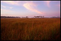 Sawgrass prairie environment with distant pinelands near Mahogany Hammock. Everglades National Park, Florida, USA.