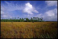 Sawgrass prairie and slash pines near Mahogany Hammock. Everglades National Park, Florida, USA.