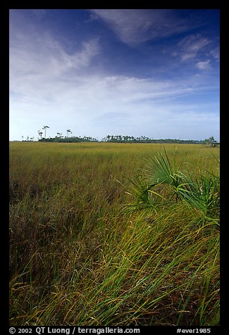Sawgrass (Cladium jamaicense). Everglades National Park (color)