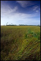Sawgrass (Cladium jamaicense). Everglades National Park, Florida, USA. (color)