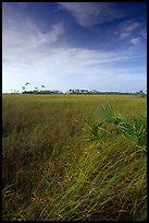 Sawgrass (Cladium jamaicense). Everglades National Park, Florida, USA.