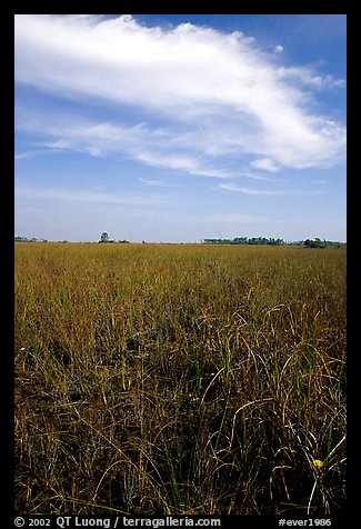 Sawgrass ecosystem with prairie and distant pines, near Mahogany Hammock. Everglades National Park, Florida, USA.