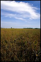 Sawgrass ecosystem with prairie and distant pines, near Mahogany Hammock. Everglades National Park, Florida, USA.