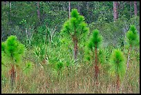 Young pines. Everglades National Park, Florida, USA. (color)