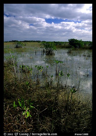 Predominantly freshwater swamp with mangrove shrubs, morning. Everglades National Park, Florida, USA.