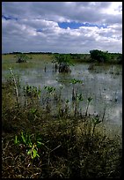 Predominantly freshwater swamp with mangrove shrubs, morning. Everglades National Park, Florida, USA. (color)