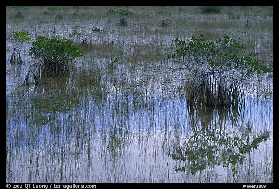 Red Mangroves shrubs, grasses, and blue sky reflections,  morning. Everglades National Park, Florida, USA.