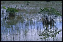 Red Mangroves shrubs, grasses, and blue sky reflections,  morning. Everglades National Park, Florida, USA. (color)