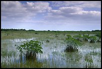 Mixed swamp environment with mangroves, morning. Everglades National Park, Florida, USA.