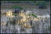 Grasses and Mangroves with sky reflections, sunrise. Everglades National Park, Florida, USA. (color)