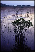 Mangroves several miles inland near Parautis pond, sunrise. Everglades National Park, Florida, USA. (color)