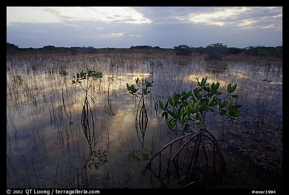 Red Mangroves (scientific name: Rhizophora mangle) at sunrise. Everglades National Park (color)