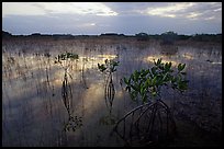 Red Mangroves (scientific name: Rhizophora mangle) at sunrise. Everglades National Park, Florida, USA. (color)