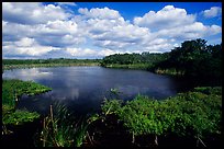 Eco pond, morning. Everglades National Park, Florida, USA. (color)