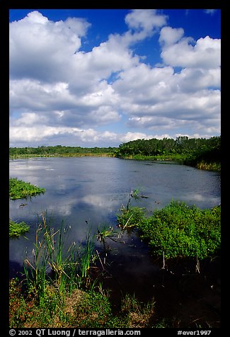 Eco pond, morning. Everglades National Park, Florida, USA.