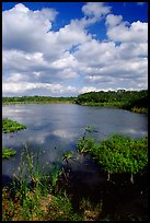 Eco pond, morning. Everglades National Park, Florida, USA. (color)