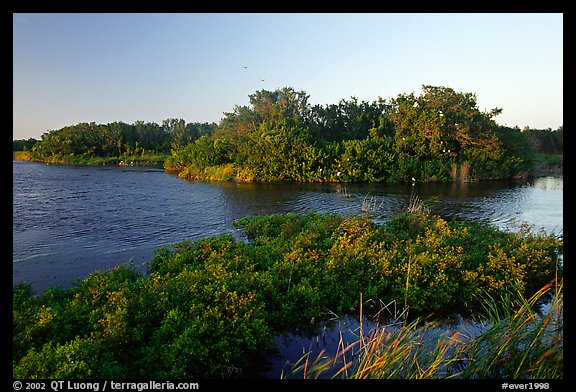 Eco pond with birds in distant trees, evening. Everglades National Park, Florida, USA.