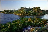 Eco pond with birds in distant trees, evening. Everglades National Park ( color)
