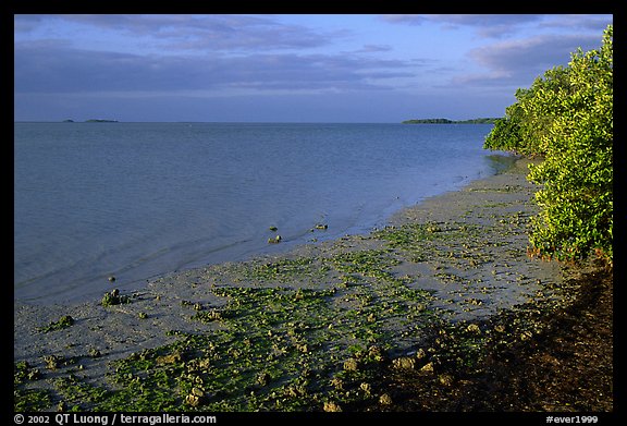 Shore of Florida bay at low tide, morning. Everglades National Park, Florida, USA.