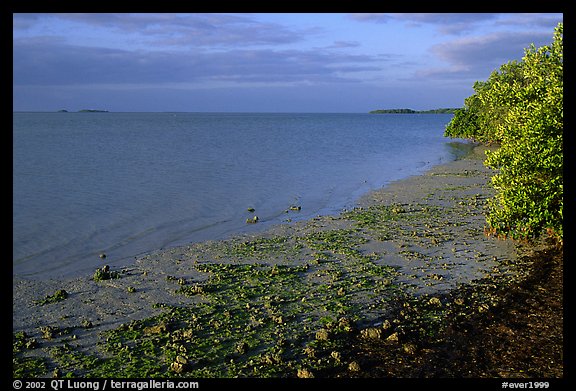 Shore of Florida bay at low tide, morning. Everglades National Park (color)