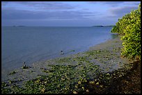 Shore of Florida bay at low tide, morning. Everglades National Park ( color)