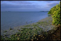 Shore of Florida bay at low tide, morning. Everglades National Park, Florida, USA.