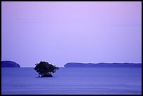 Mangroves and low islands in Florida Bay, dusk. Everglades National Park ( color)