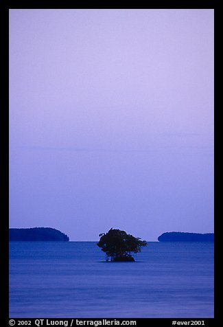 Mangroves trees and low islands in Florida Bay, dusk. Everglades National Park, Florida, USA.