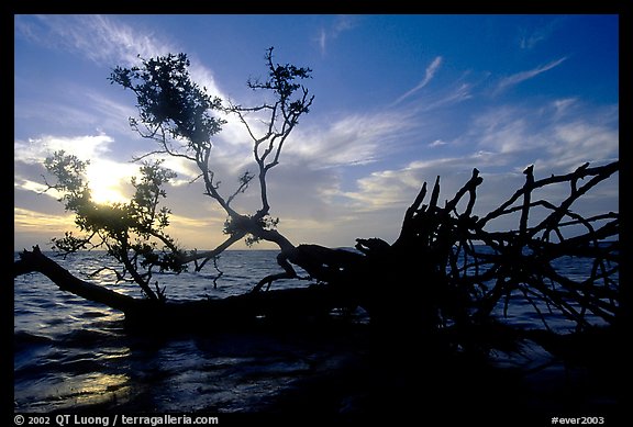 Fallen mangrove tree in Florida Bay, sunrise. Everglades National Park, Florida, USA.