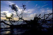 Fallen mangrove tree in Florida Bay, sunrise. Everglades National Park, Florida, USA.