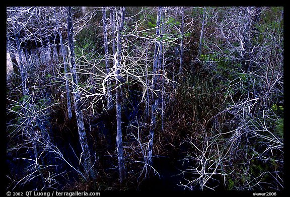 Cypress at Pa-hay-okee, dusk. Everglades National Park, Florida, USA.