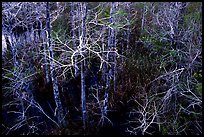 Cypress at Pa-hay-okee, dusk. Everglades National Park, Florida, USA.