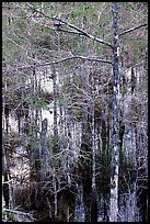 Cypress and swamp at Pa-hay-okee. Everglades National Park, Florida, USA.