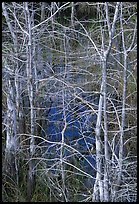 Pond Cypress (Taxodium ascendens). Everglades National Park, Florida, USA. (color)