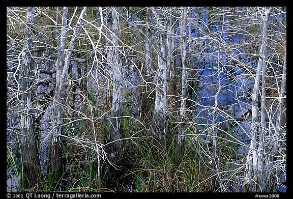 Bare cypress in marsh at Pa-hay-okee. Everglades National Park, Florida, USA.