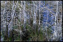Bare cypress in marsh at Pa-hay-okee. Everglades National Park ( color)