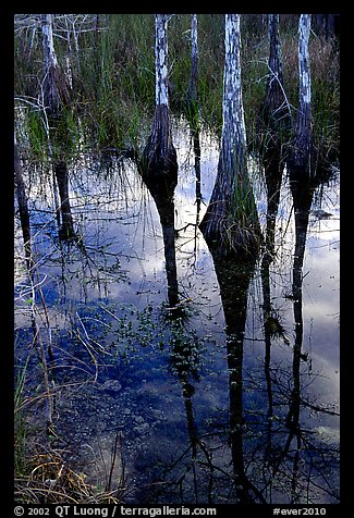 Pond Cypress reflections near Pa-hay-okee. Everglades National Park (color)