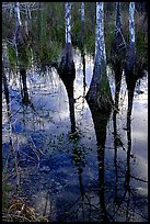 Pond Cypress reflections near Pa-hay-okee. Everglades National Park, Florida, USA. (color)